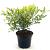 Ilex attenuata 'Sunny Foster' Pot 3 liter 25-30cm