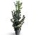 Ilex meserv. Heckenfee Pot 12 liter 80 - 100 cm