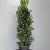 Ilex meserv. Heckenfee Pot 18 liter 100 - 125 cm
