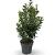 Ilex meserv. 'Heckenpracht' Pot 12 liter 100 - 125 cm