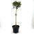 Ilex meserv. Little Rascal Pot 10 liter Stam 80 cm