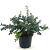 Ilex pernyi 'Compacta' Pot 3 Liter 30 - 40 cm