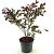 Lagerstroemia i. 'Red Imperator' Pot 2 Liter30 - 40 cm