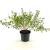 Lespedeza bicolor 'Yakushima' Pot 3 Liter 30 - 40 cm