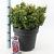 Leucothoe axillaris 'Curly Red' Pot 15 liter 40 - 50 cm
