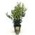 Ligustrum lucidum Pot 2 Liter30 - 40 cm