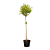 Ligustrum oval. 'Aureum' Pot 10 liter Stam 80 cm