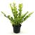 Ligustrum 'Vicaryi' Pot 2 Liter30 - 40 cm