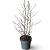 Liquidambar styraciflua Pot 12 liter 80 - 100 cm