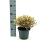 Lophomyrtus ralphii Golden Dragon Pot 2 liter 25-30cm