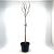 Magnolia kobus Pot 10 liter Stam 80 cm