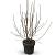 Magnolia stellata Pot 12 liter 80 - 100 cm