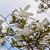 Magnolia stellata Pot 12 liter 80 - 100 cm