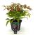 Nandina domestica Blush Pink Pot 2 liter 25-30cm