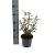 Olearia macrodonta Pot 2 liter 25-30cm