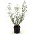 Olearia scilloniensis Pot 2 Liter30 - 40 cm