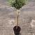 Osmanthus burkwoodii Pot 10 liter Stam 80 cm