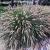 Pennisetum al. 'Hameln' Pot 9 cm