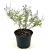 Perovskia atripl. Lacey Blue Pot 2 Liter30 - 40 cm