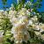 Philadelphus coronarius Pot 12 liter 80 - 100 cm