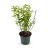 Philadelphus 'Virginal' Pot 3 Liter 30 - 40 cm