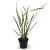 Phormium 'Apricot Queen' Pot 2 Liter30 - 40 cm