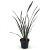 Phormium 'Bronze Baby' Pot 2 Liter30 - 40 cm