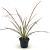 Phormium 'Duet' Pot 2 Liter30 - 40 cm