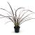 Phormium 'Evening Glow' Pot 2 Liter30 - 40 cm