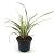 Phormium 'Jester' Pot 2 Liter30 - 40 cm