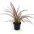 Phormium 'Maori Maiden' Pot 2 Liter30 - 40 cm