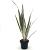 Phormium tenax Brown Sugar Pot 2 Liter30 - 40 cm