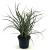 Phormium 'Tom Thumb' Pot 2 liter 25-30cm