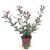 Photinia fraseri Carré Rouge Pot 2 Liter30 - 40 cm
