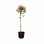 Photinia fraseri Carré Rouge Pot 10 liter Stam 80 cm