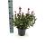 Photinia fraseri 'Little Fenna' Pot 3 Liter 30 - 40 cm