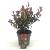 Photinia fraseri 'Little Red Robin' Pot 2 Liter30 - 40 cm