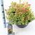 Pieris jap. Little Goldy Pot 7,5 Liter 30 - 40 cm