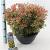 Pieris jap. 'Little Heath' Pot 7,5 Liter 30 - 40 cm