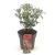 Pieris jap. Polar Passion Pot 2 Liter 20 - 30 cm