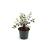 Pittosporum t. Dark Diva Pot 2 liter 25-30cm