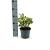 Pittosporum tob. 'Variegatum' Pot 2 Liter 20 - 30 cm