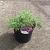Potentilla f. Bellissima Pot 3 liter 25-30cm