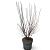 Prunus cistena Pot 12 liter 80 - 100 cm