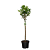 Prunus l. 'Caucasica' Pot 10 liter Stam 80 cm