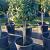 Prunus l. 'Caucasica' Pot 70 Liter Stam 80 cm