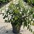 Prunus serrula Pot 12 liter 100 - 125 cm