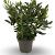 Rhododendron 'Cunningham's White' Pot 12 liter 60 - 80 cm