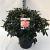 Rhododendron (Y) 'Percy Wiseman' Pot 30 liter 60 - 70 cm