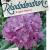 Rhododendron 'Roseum Elegans' Pot 150 liter 110 - 120 cm